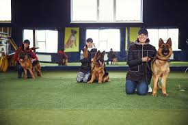 Owners and Dogs in Training