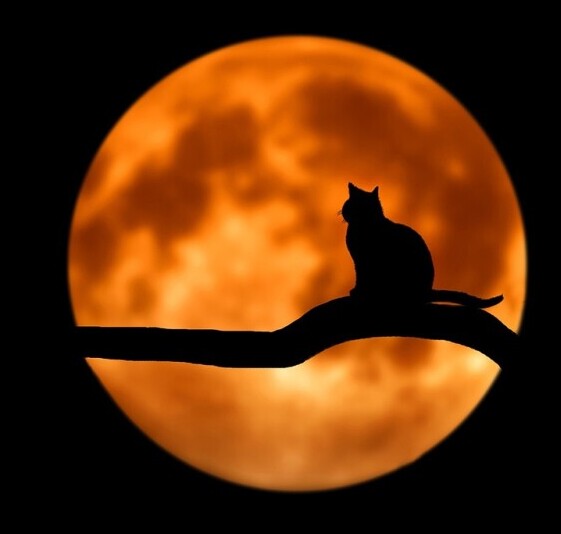 Black Cats