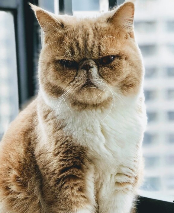 Grumpy Cat