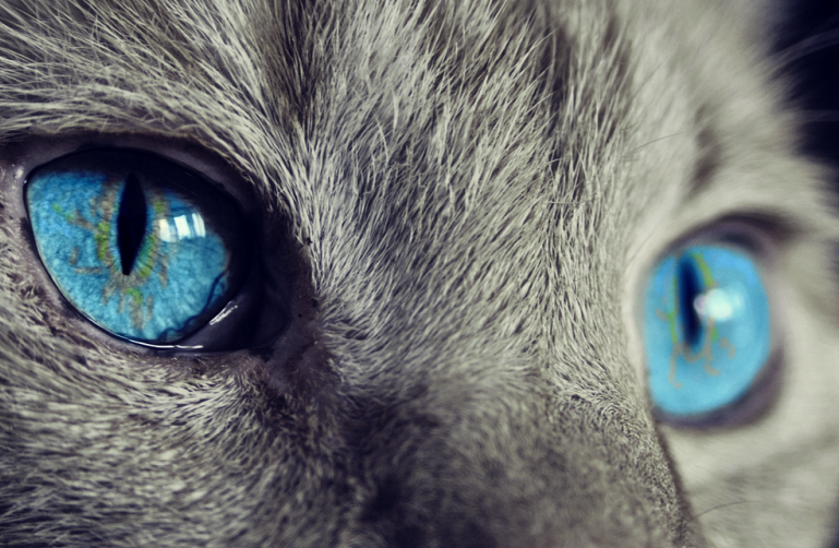 Mystical Cats